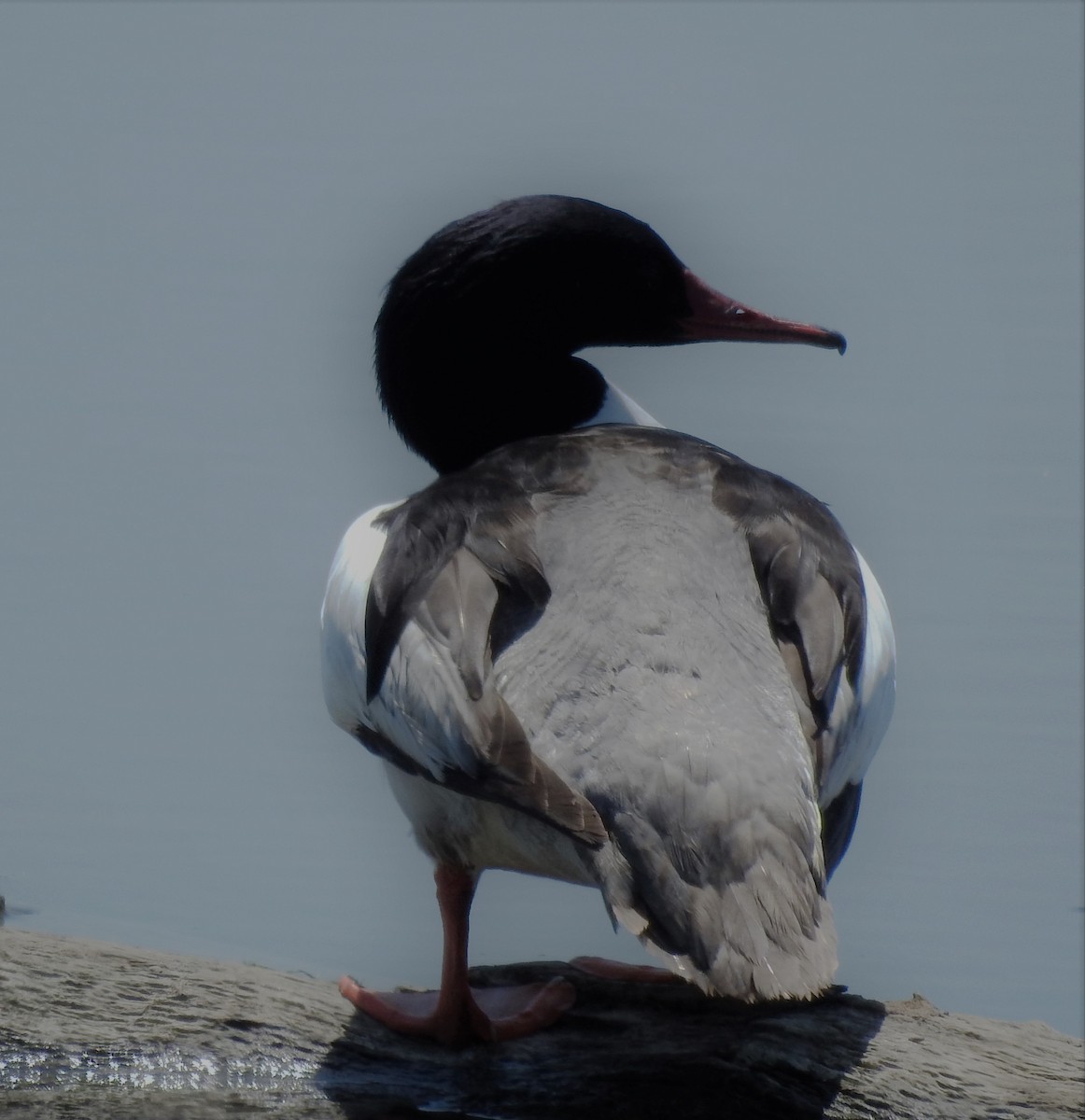 Common Merganser - Paul McKenzie