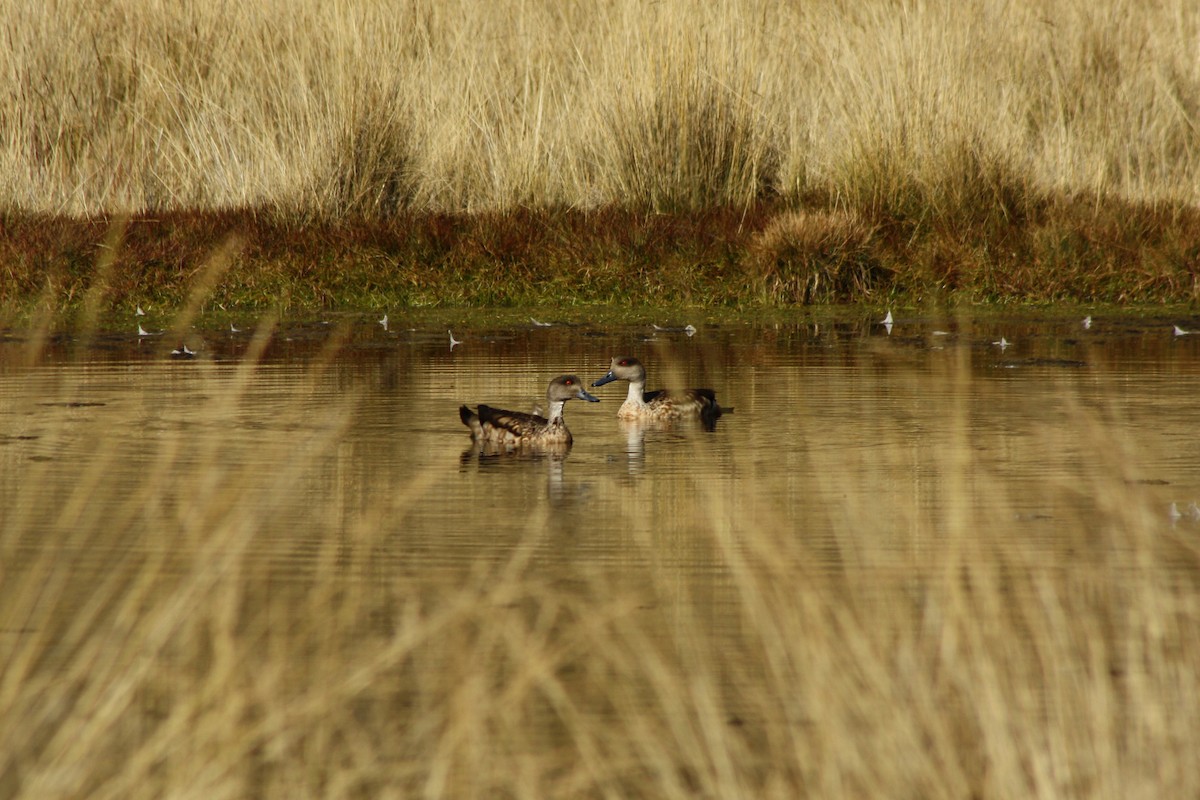 Crested Duck - Jorge Novoa - CORBIDI