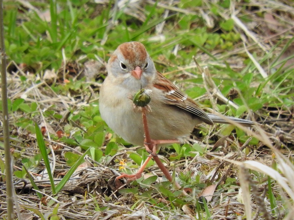 Field Sparrow - ML229947071