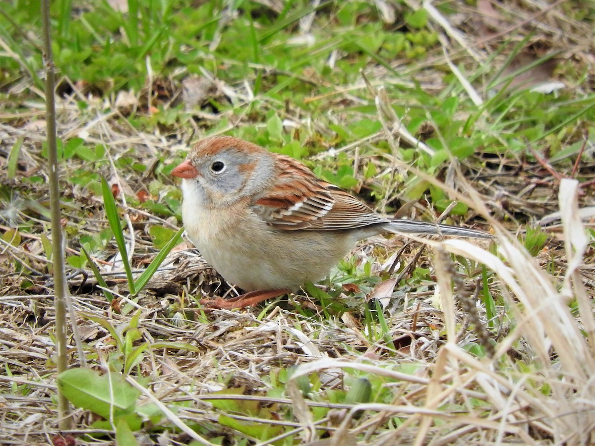 Field Sparrow - ML229947281