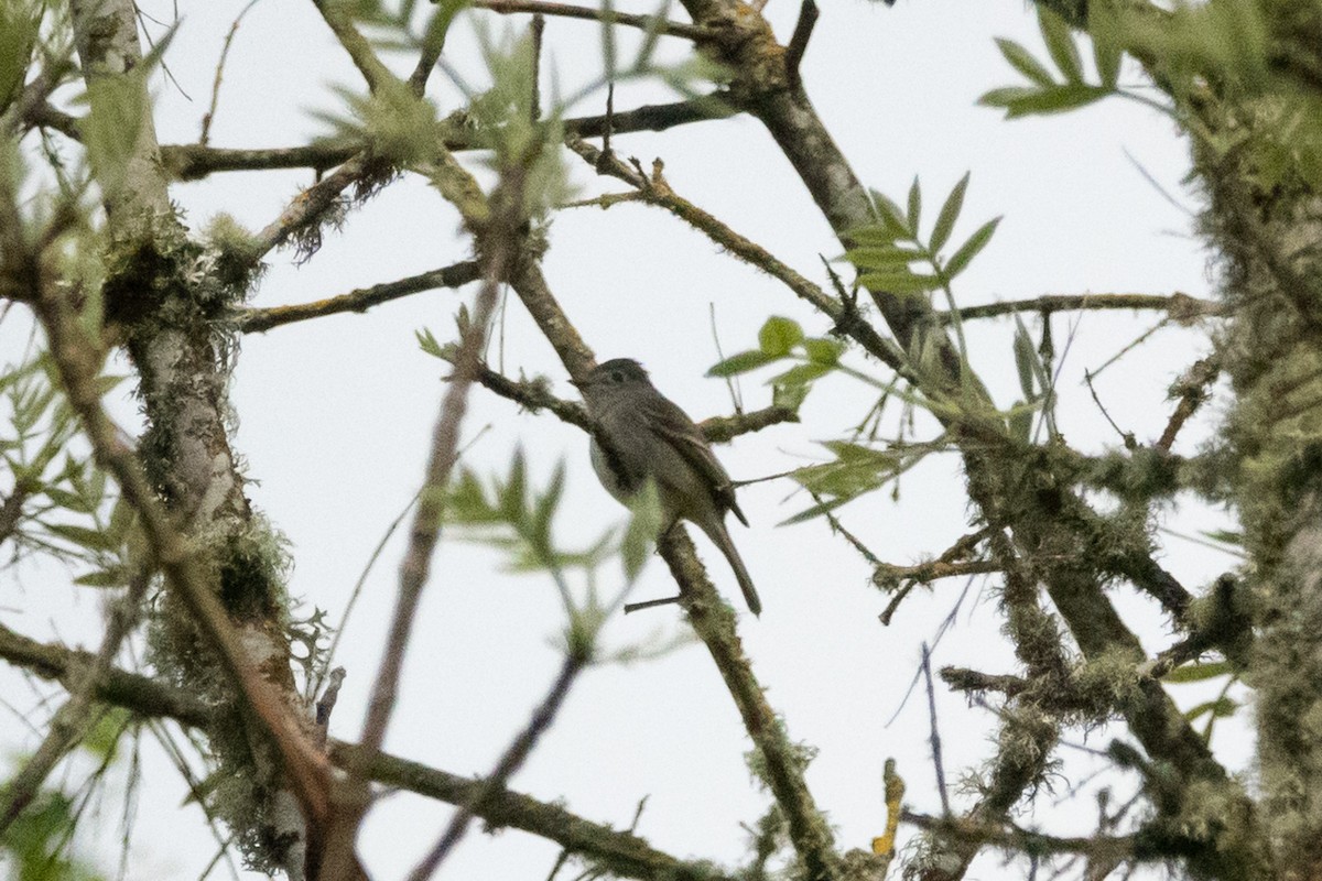 Dusky Flycatcher - ML229949851