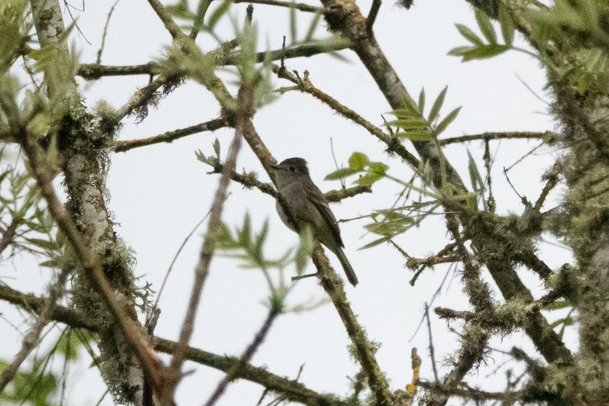 Dusky Flycatcher - ML229949861