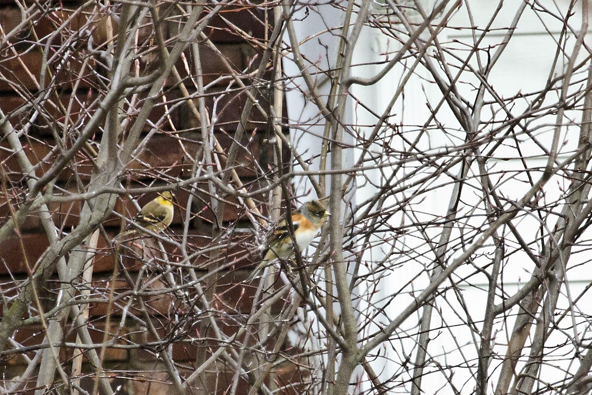 Brambling - Allee Forsberg