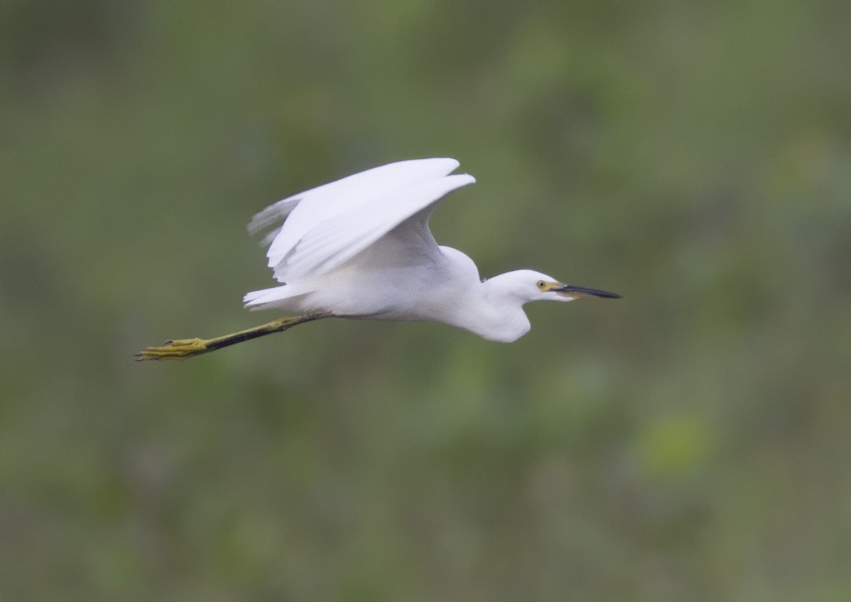 Snowy Egret - ML22995111