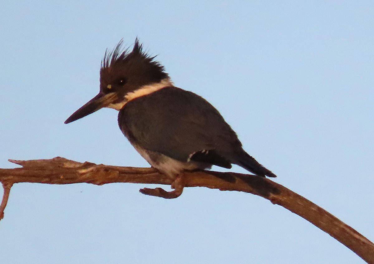 Belted Kingfisher - ML229951471