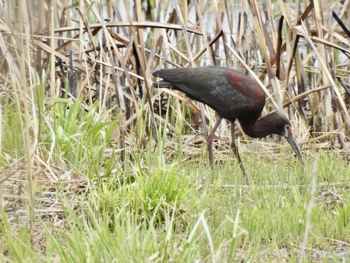 Ibis à face blanche - ML229951781