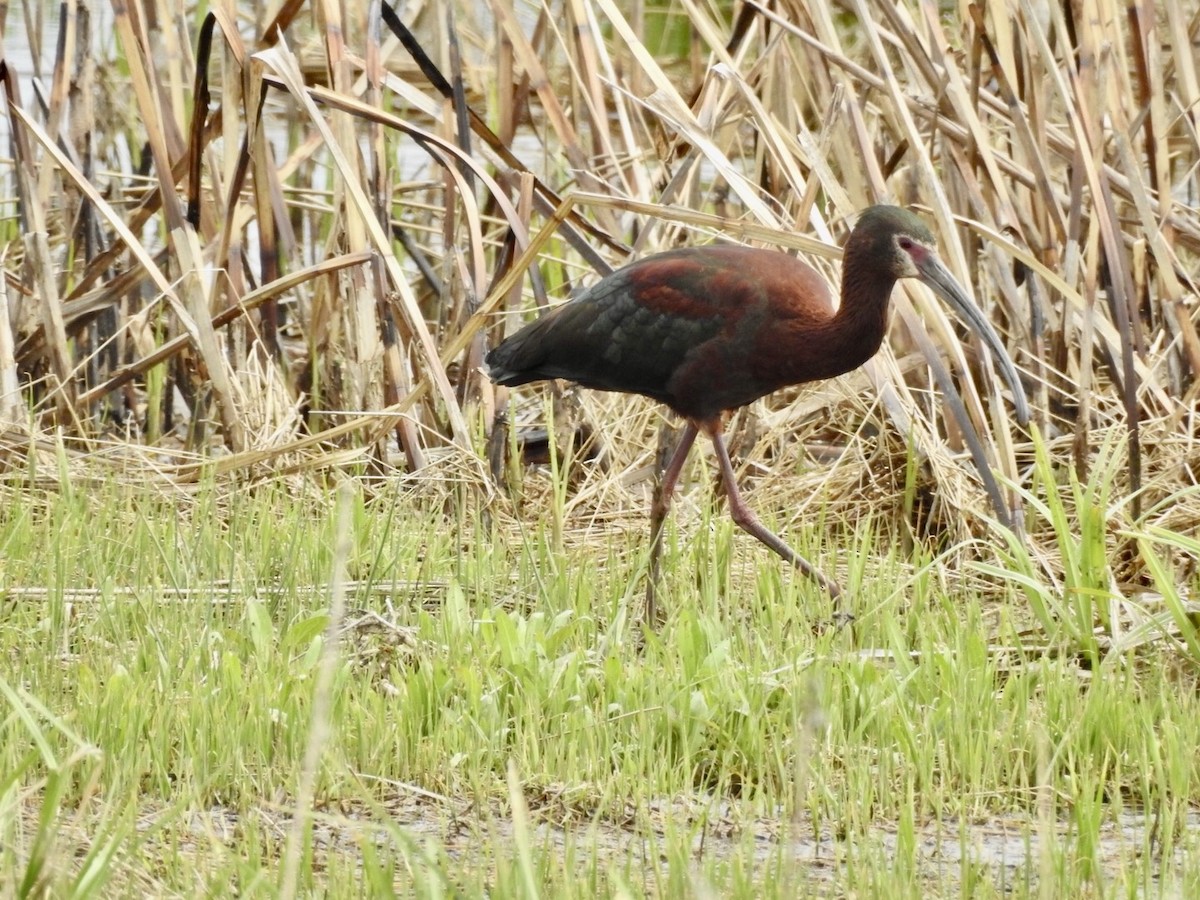 ibis americký - ML229951851