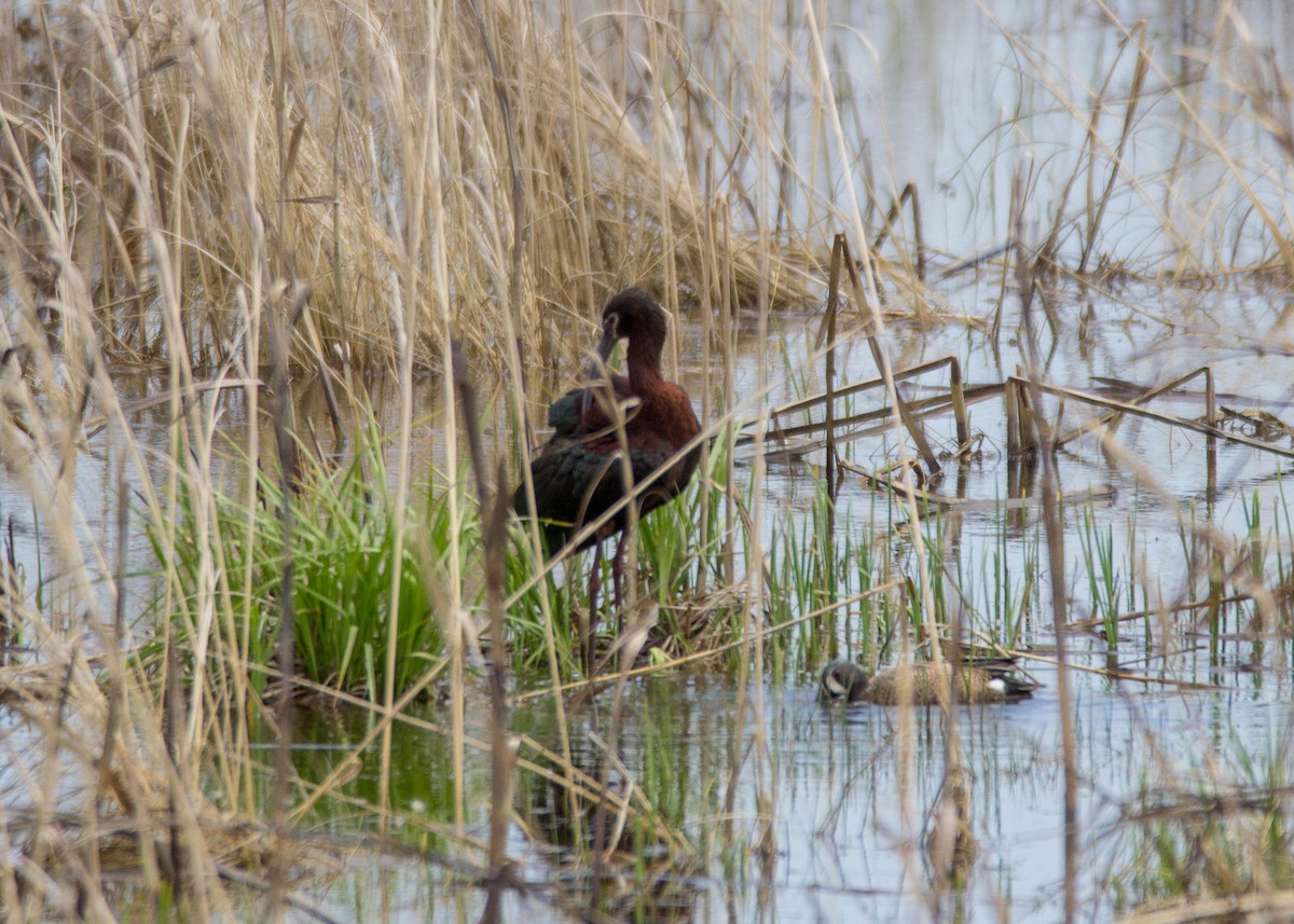 White-faced Ibis - Tom Lally