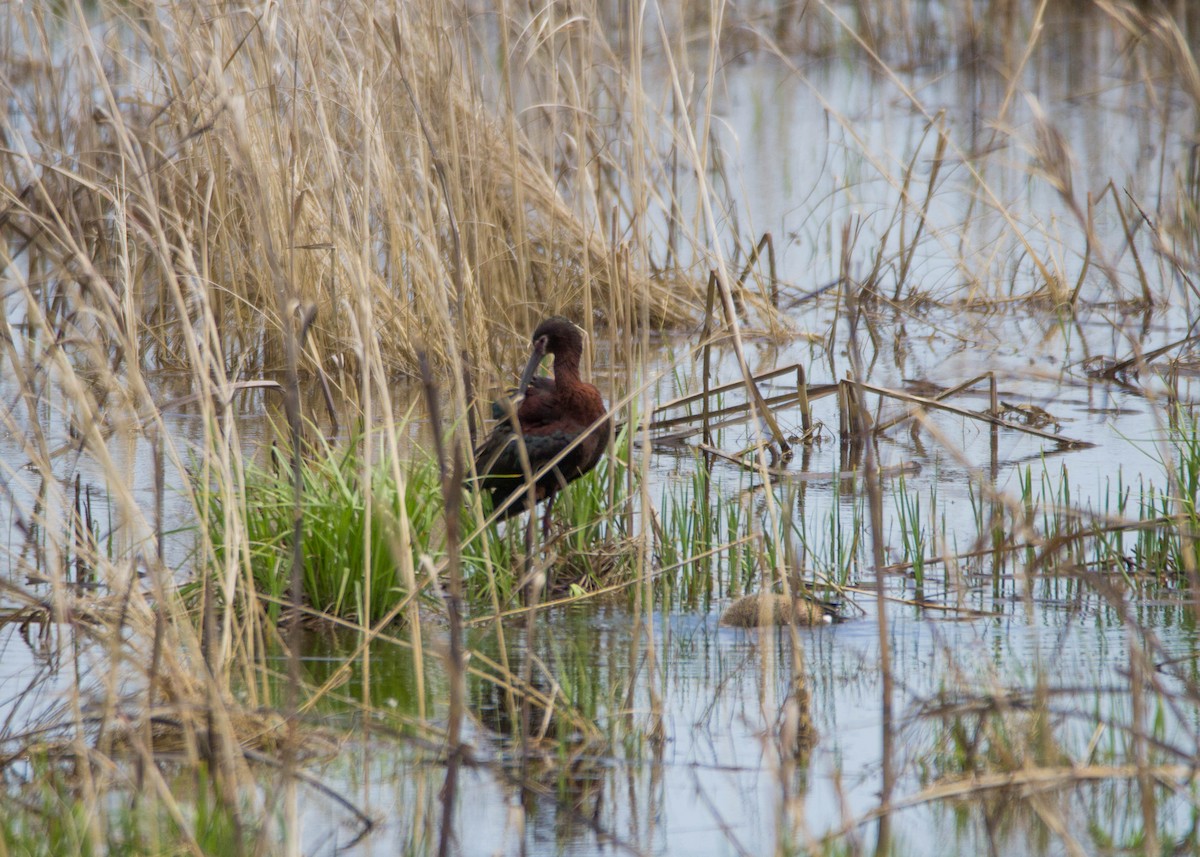 White-faced Ibis - Tom Lally