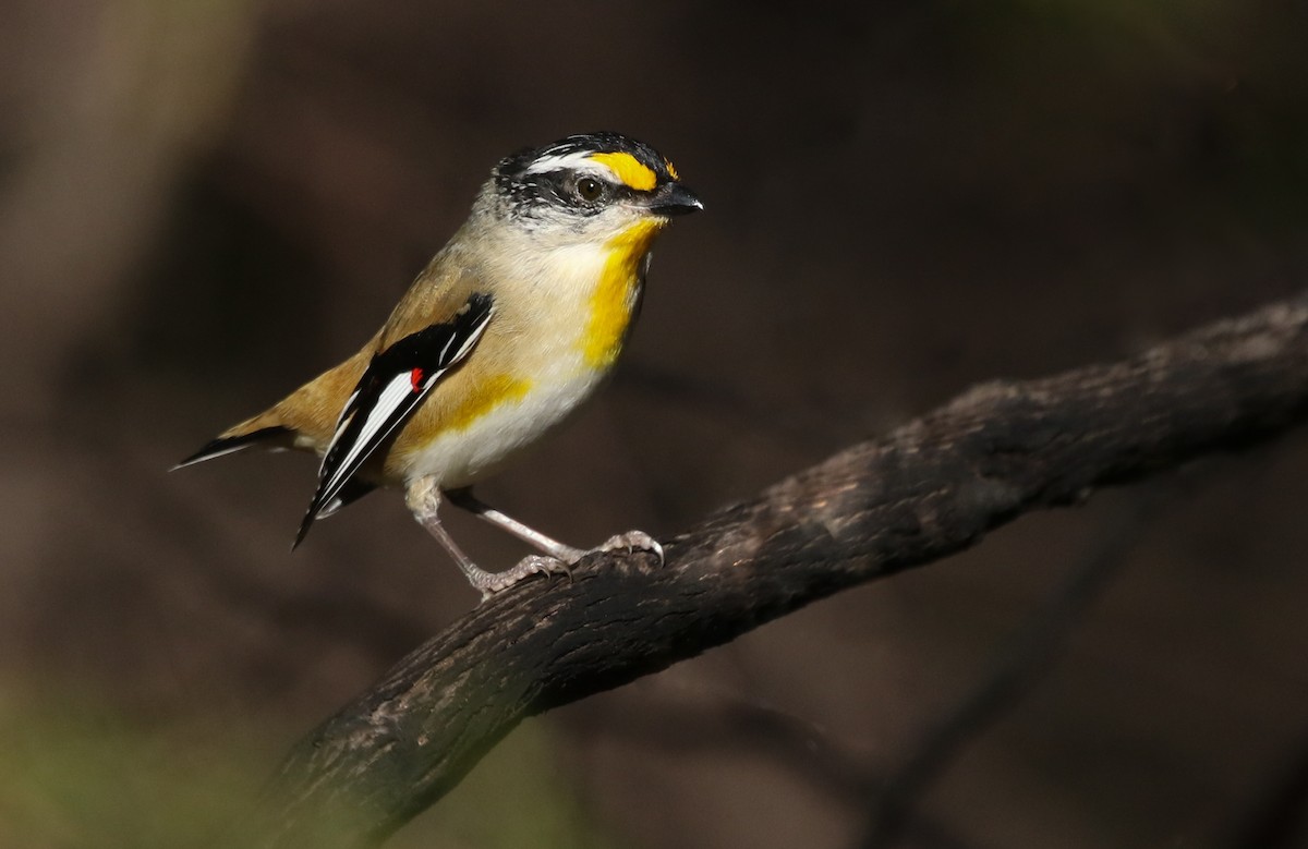 Striated Pardalote - David Ongley