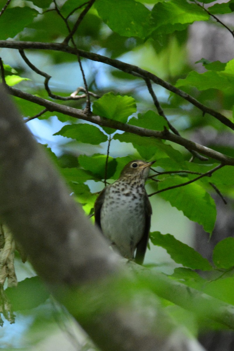 Swainson's Thrush - ML229955941