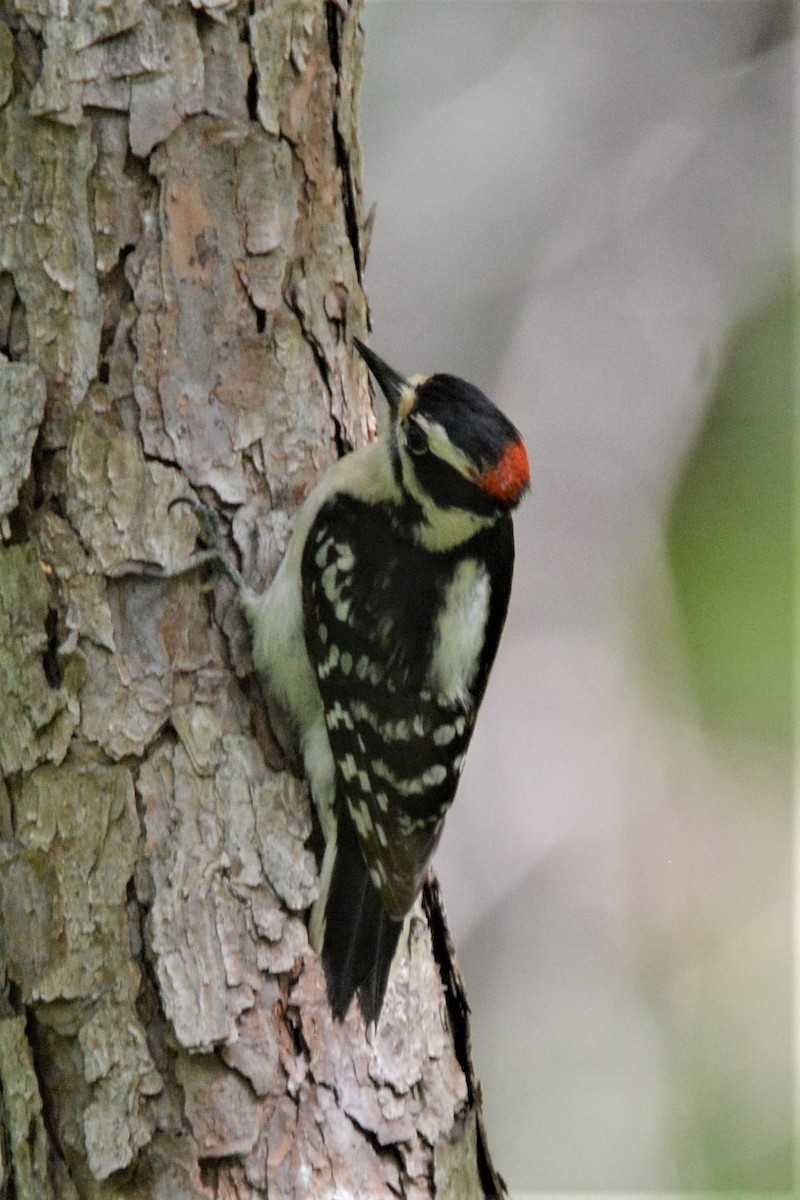 Downy Woodpecker - ML229956401