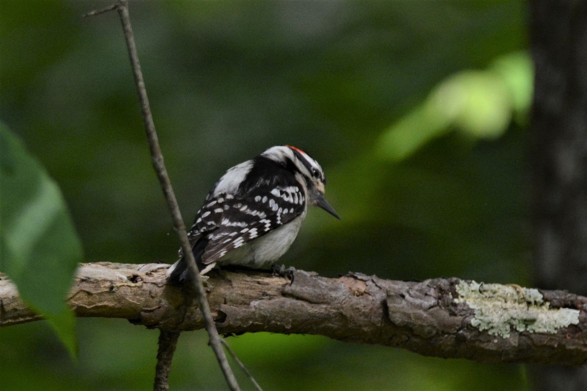 Downy Woodpecker - ML229956411