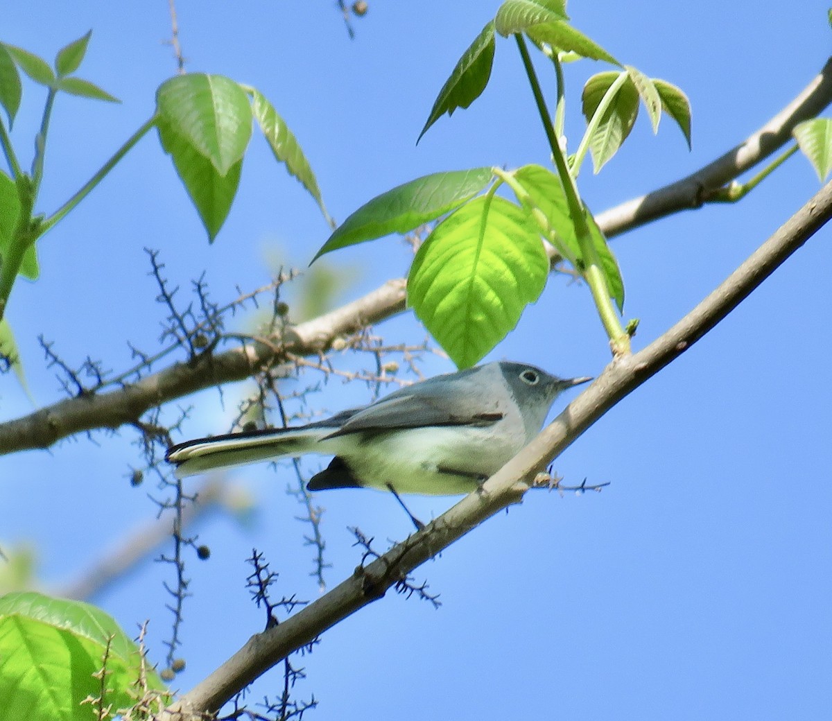 Blue-gray Gnatcatcher - Ann Tanner