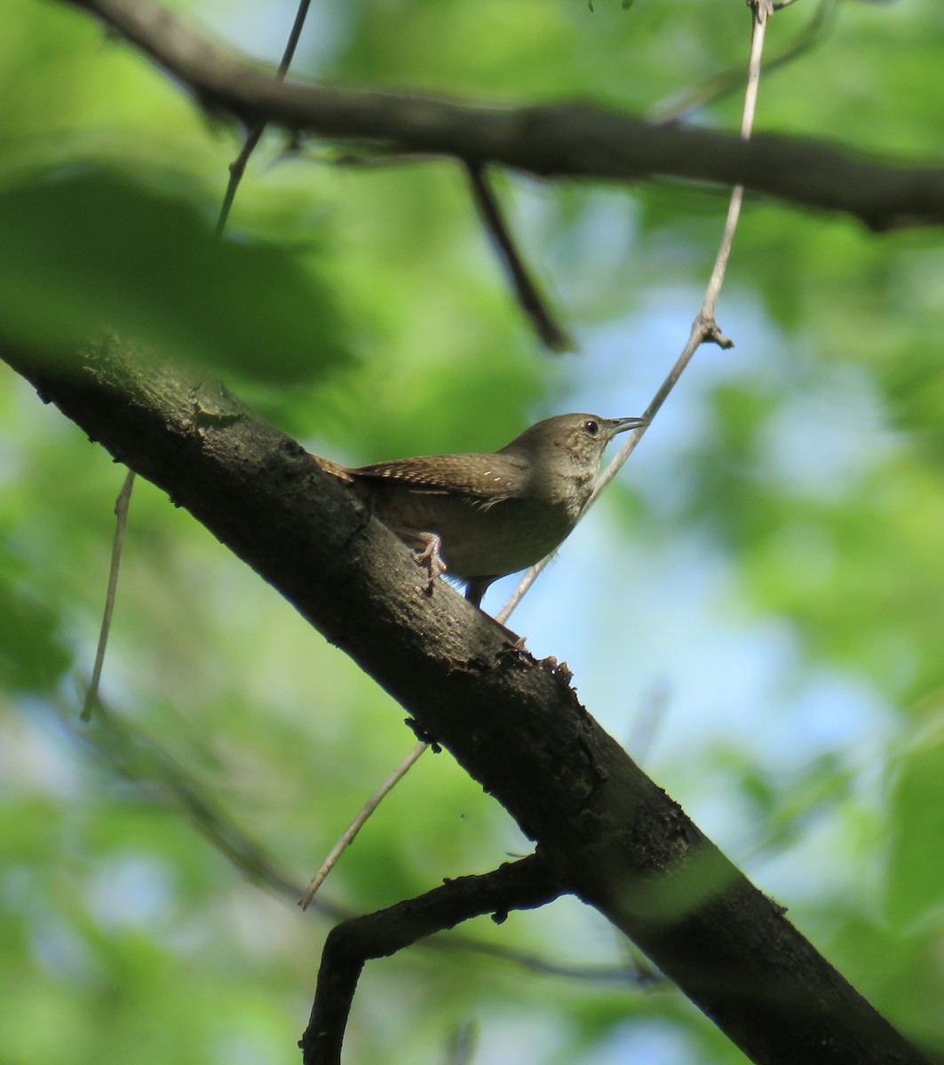 House Wren - Ann Tanner