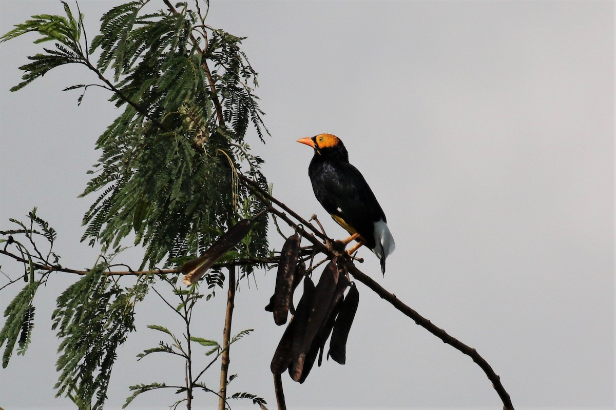 Yellow-faced Myna - ML229957551