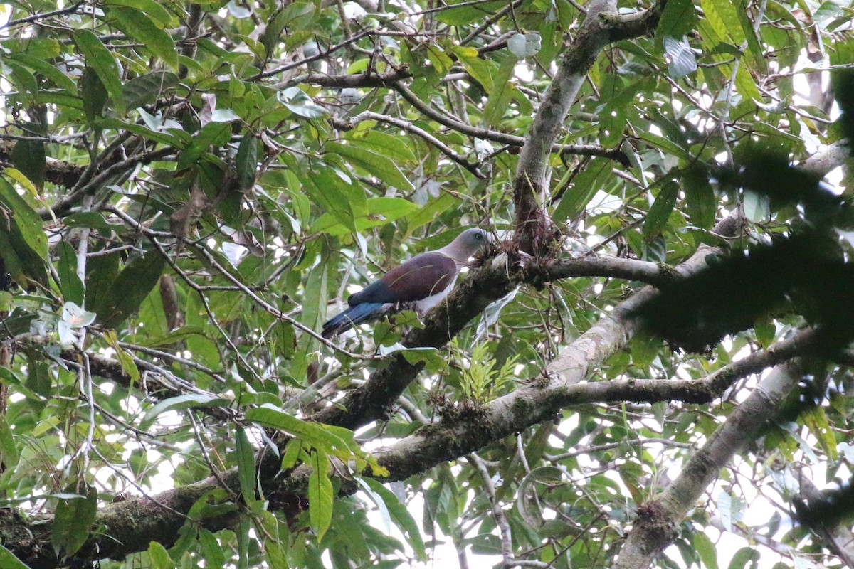 Zoe's Imperial-Pigeon - ML229959351