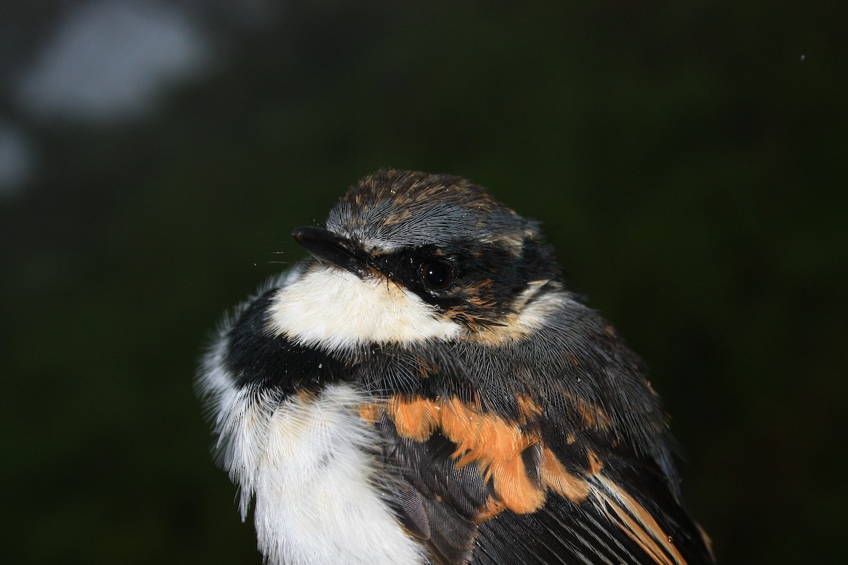 Boulton's Batis (Angola) - ML229960141