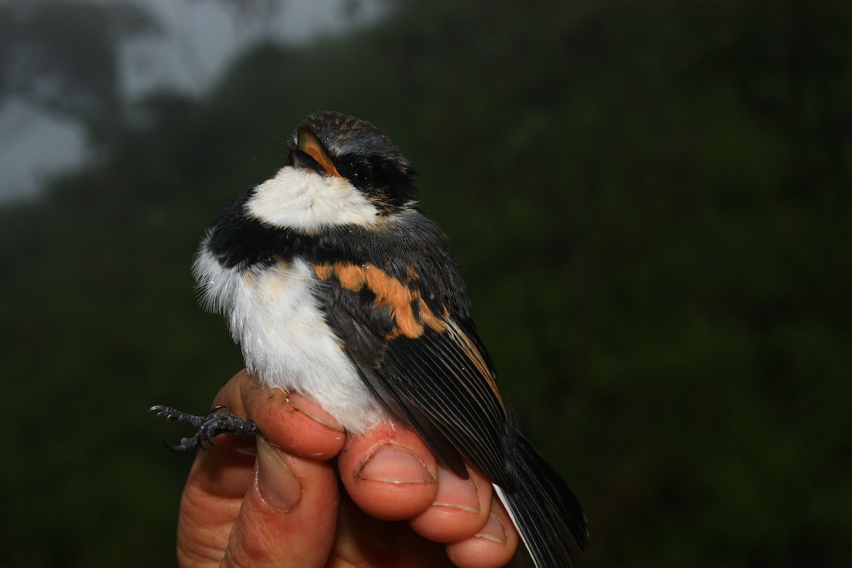 Boulton's Batis (Angola) - ML229960181