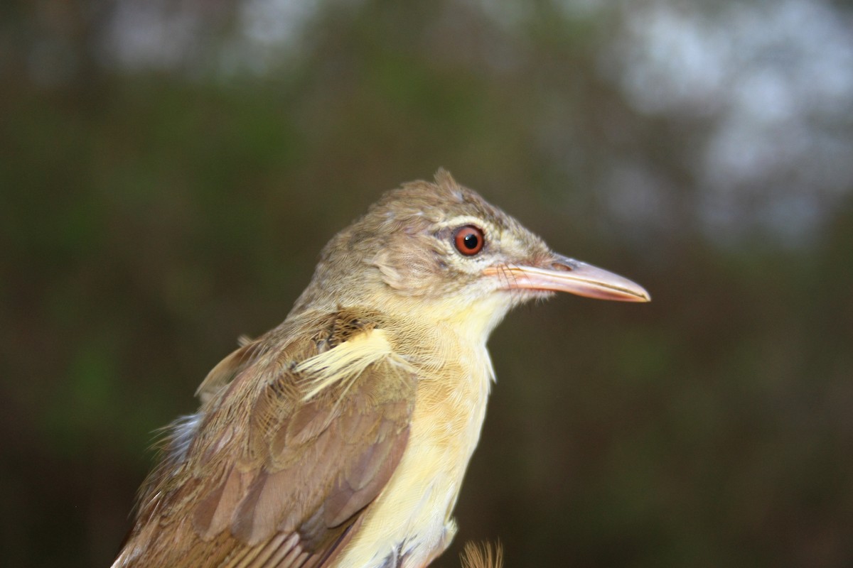 Pale-olive Greenbul - Fabio Olmos