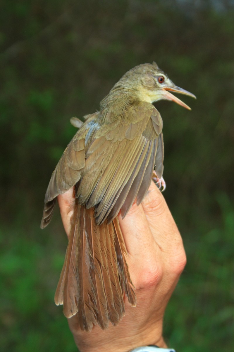 Pale-olive Greenbul - Fabio Olmos