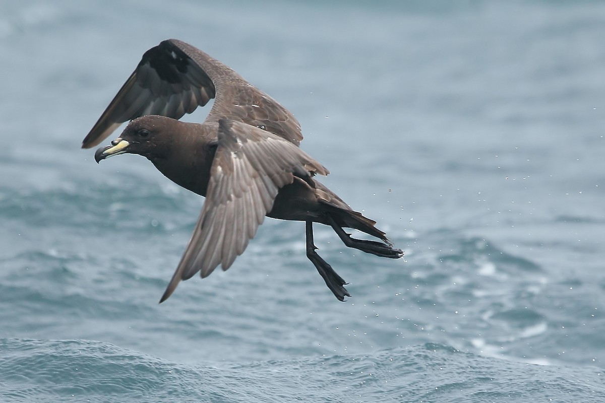 Westland Petrel - Pablo Andrés Cáceres Contreras