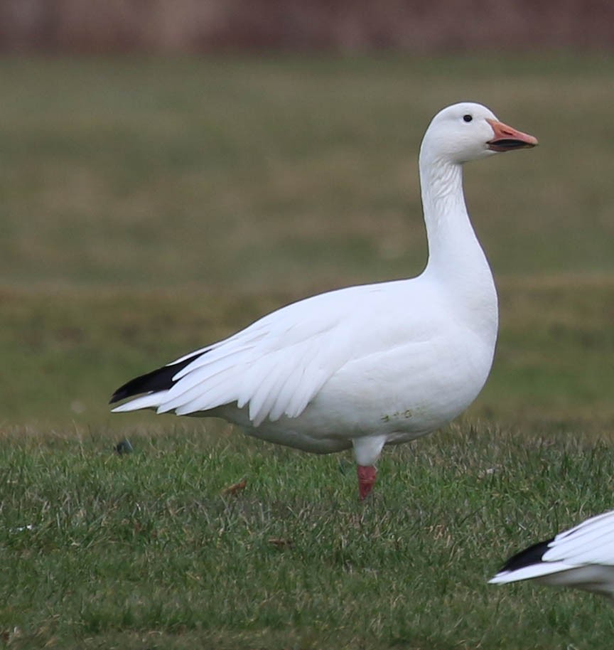 Snow Goose - Mark Dennis