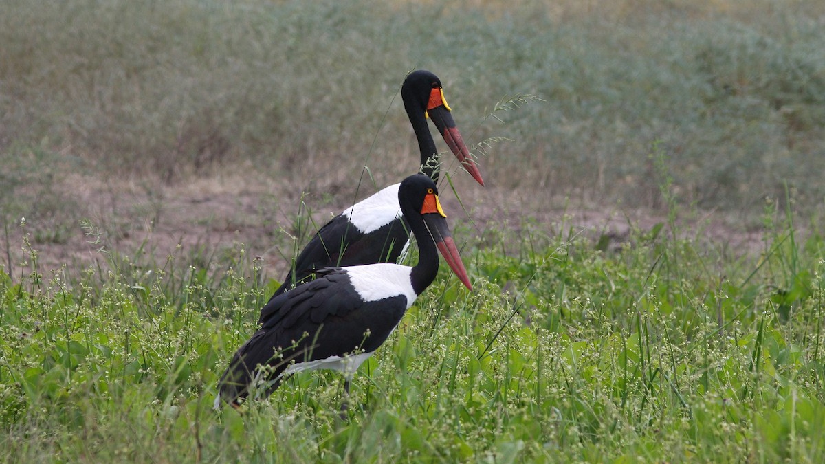 Saddle-billed Stork - ML22996841