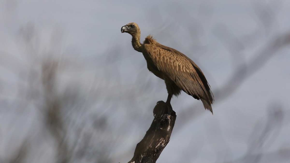 White-backed Vulture - ML22996941