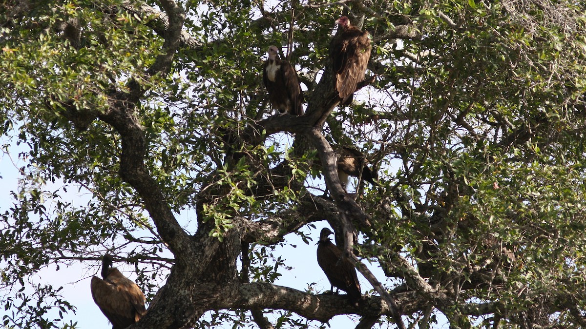 Hooded Vulture - ML22996961