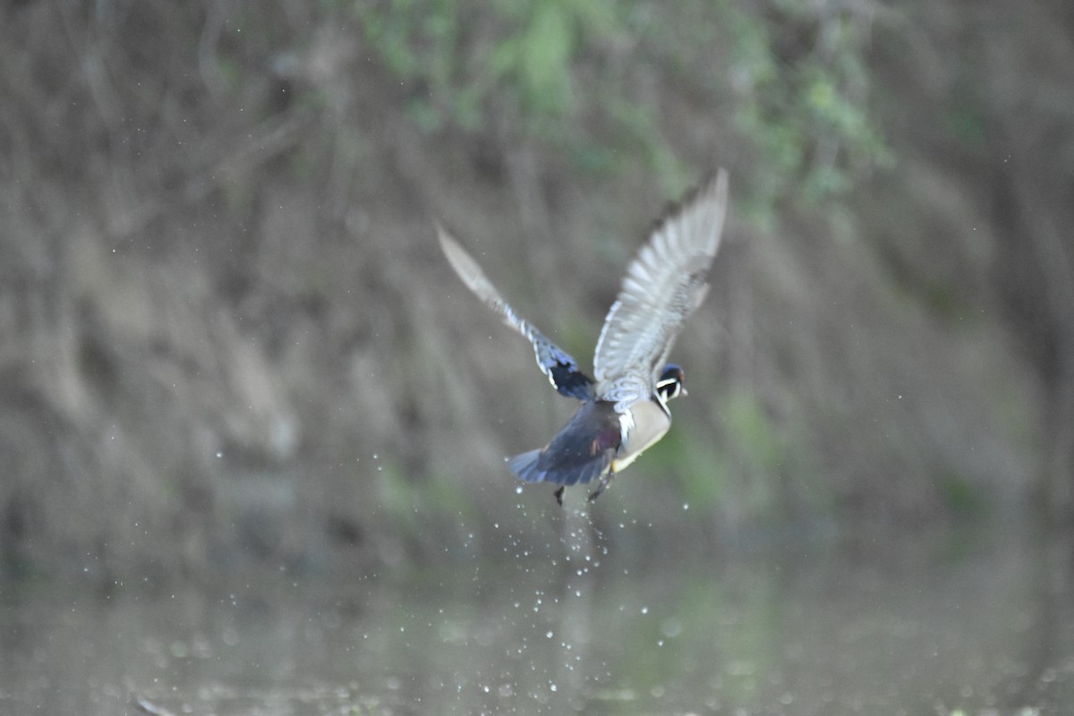 Wood Duck - ML229970451