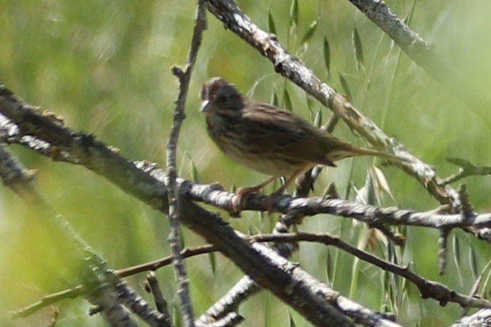 Lincoln's Sparrow - Sandi Pensinger