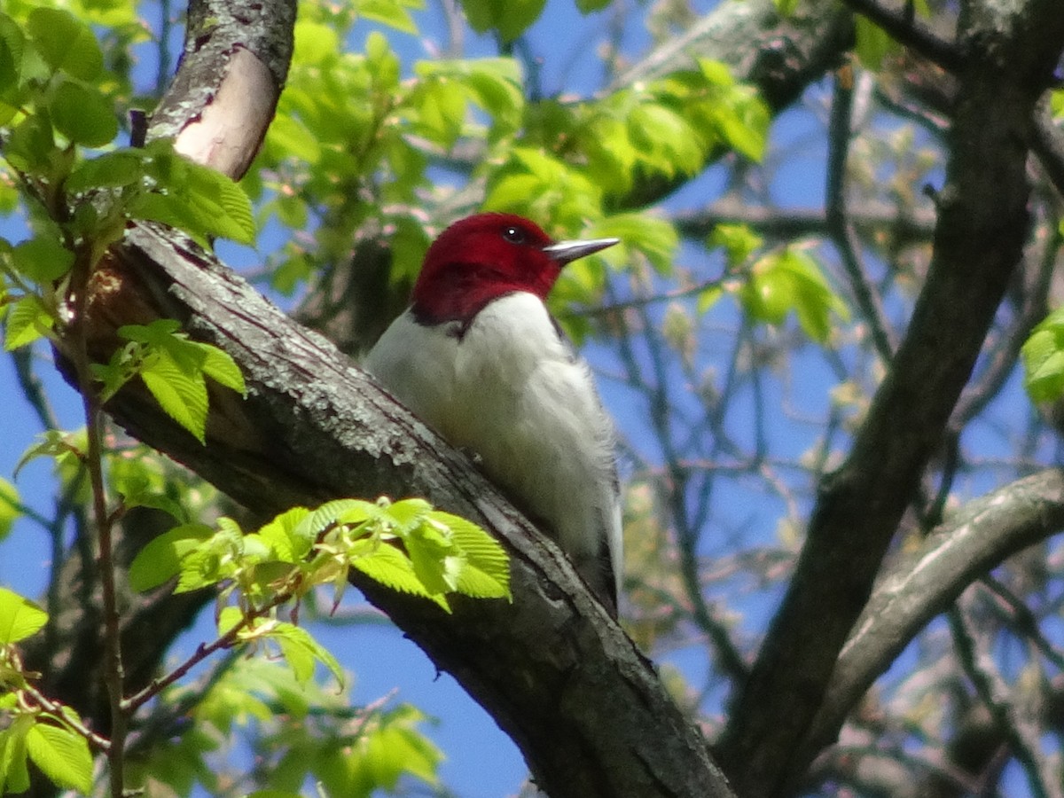 Red-headed Woodpecker - Stephen Chang