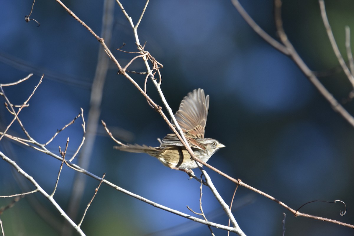 Swamp Sparrow - ML229972251