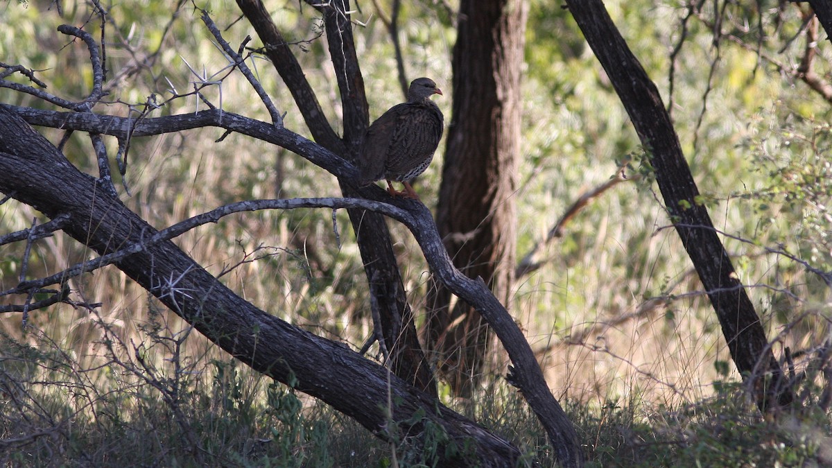 Natal Spurfowl - ML22997231