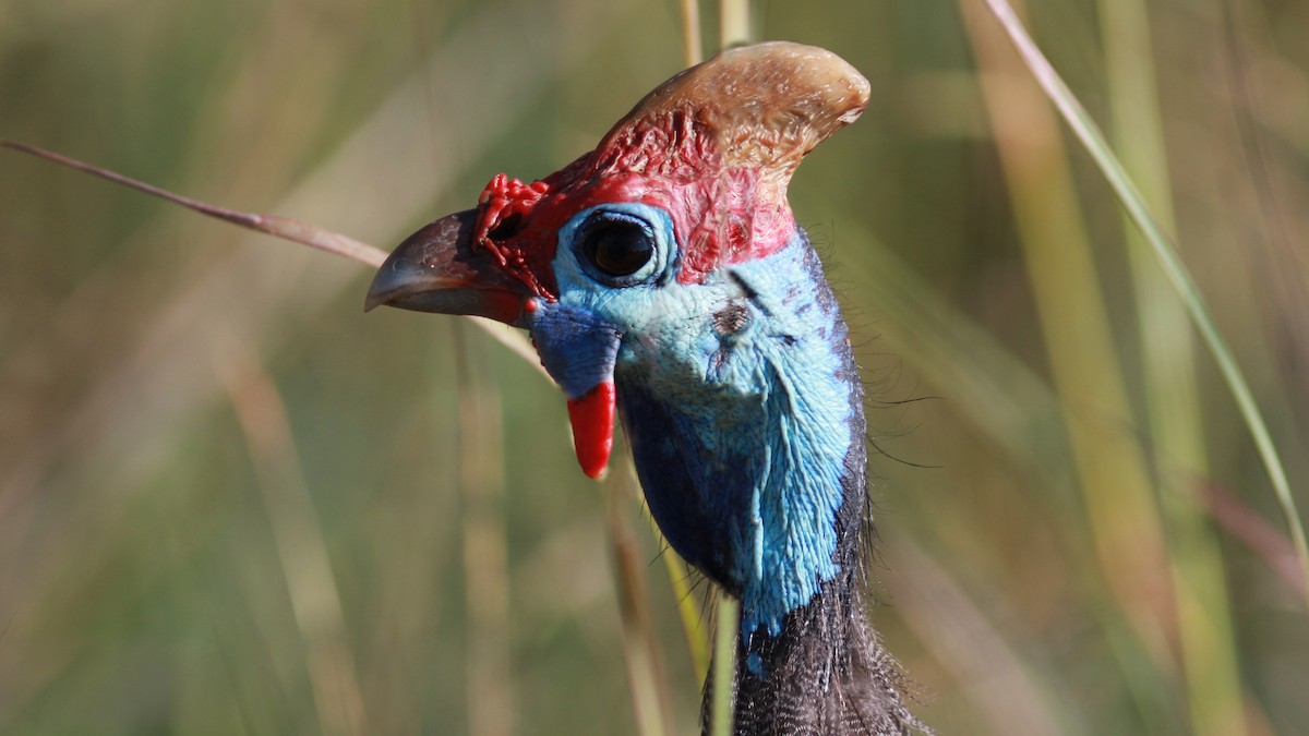 Helmeted Guineafowl - ML22997301