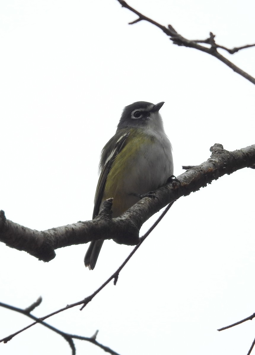 Vireo Solitario - ML229973041