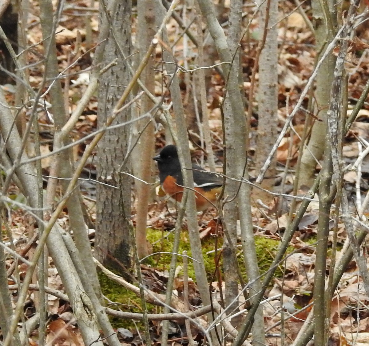 Eastern Towhee - ML229973141