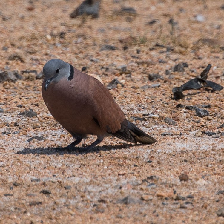 Red Collared-Dove - ML229973181
