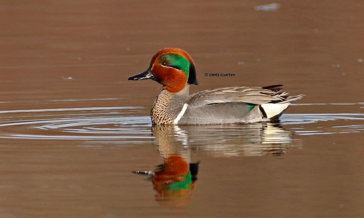 Green-winged Teal - ML229973871