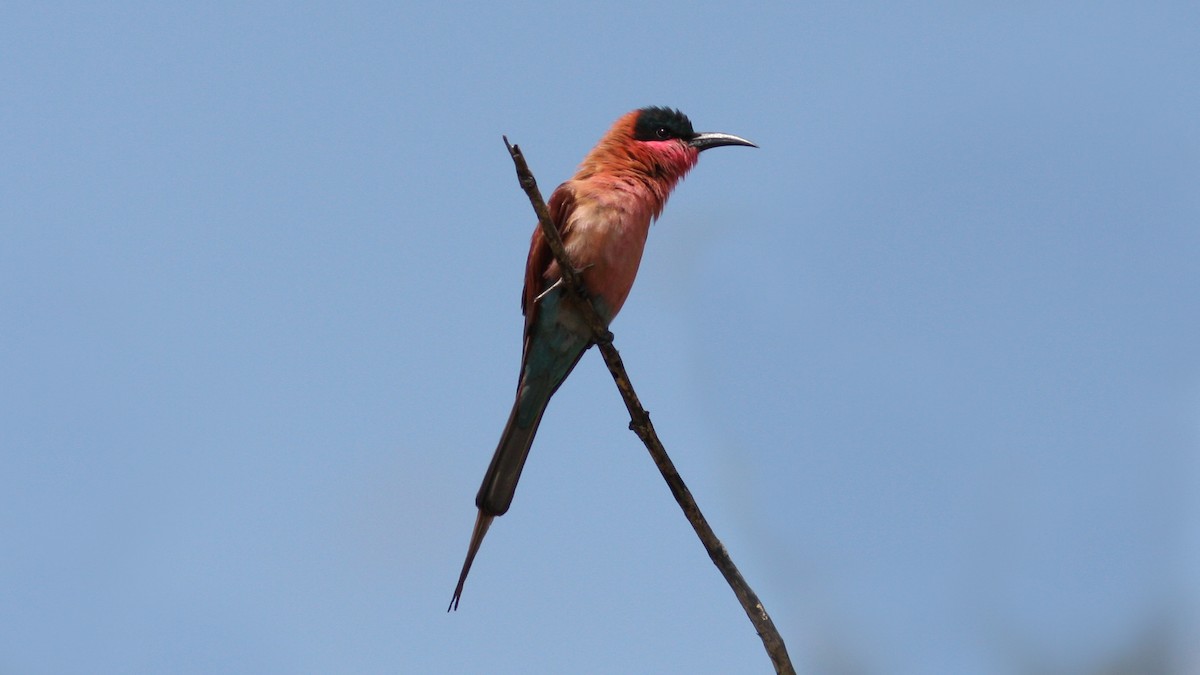 Southern Carmine Bee-eater - ML22997581