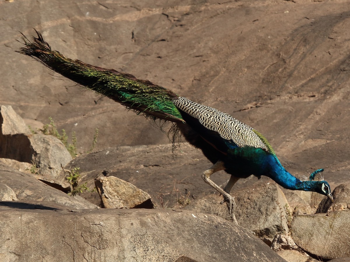 Indian Peafowl - ML229976421