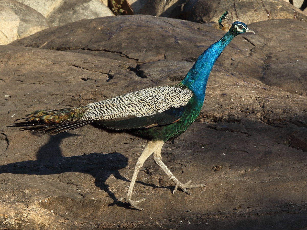 Indian Peafowl - ML229976431