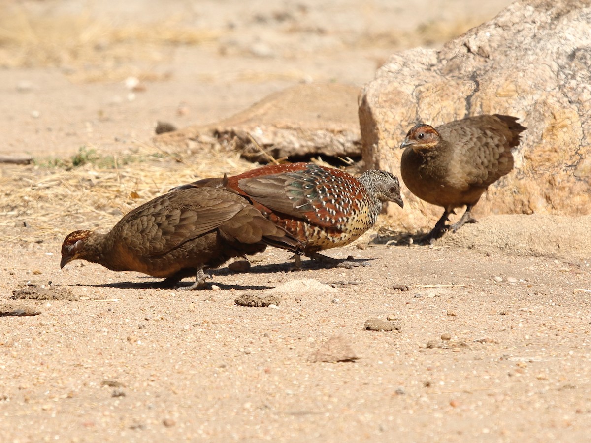 Painted Spurfowl - Shekar Vishvanath