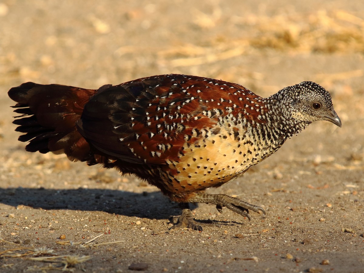 Painted Spurfowl - ML229976801