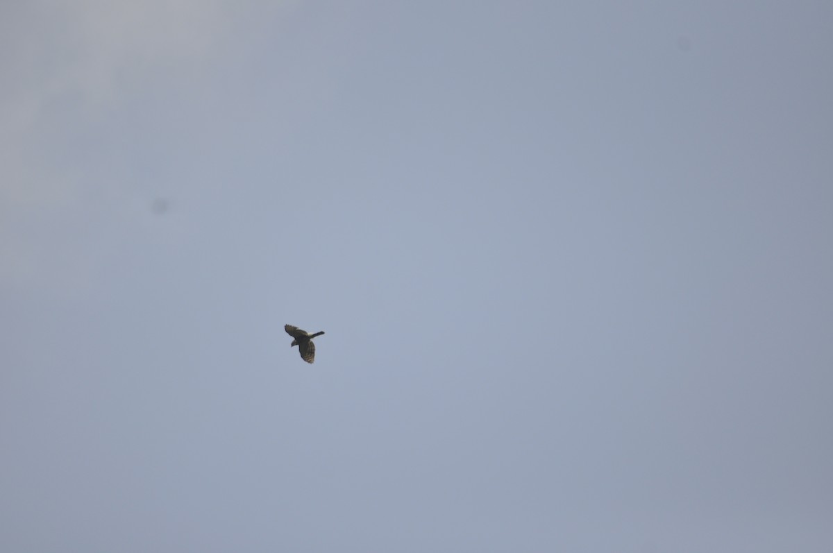 Crested Goshawk - ATHULYA P P