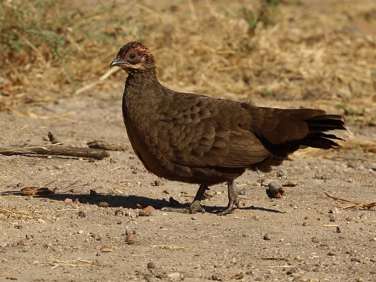 Painted Spurfowl - ML229977451