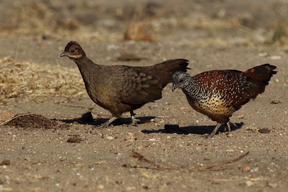 Painted Spurfowl - Shekar Vishvanath