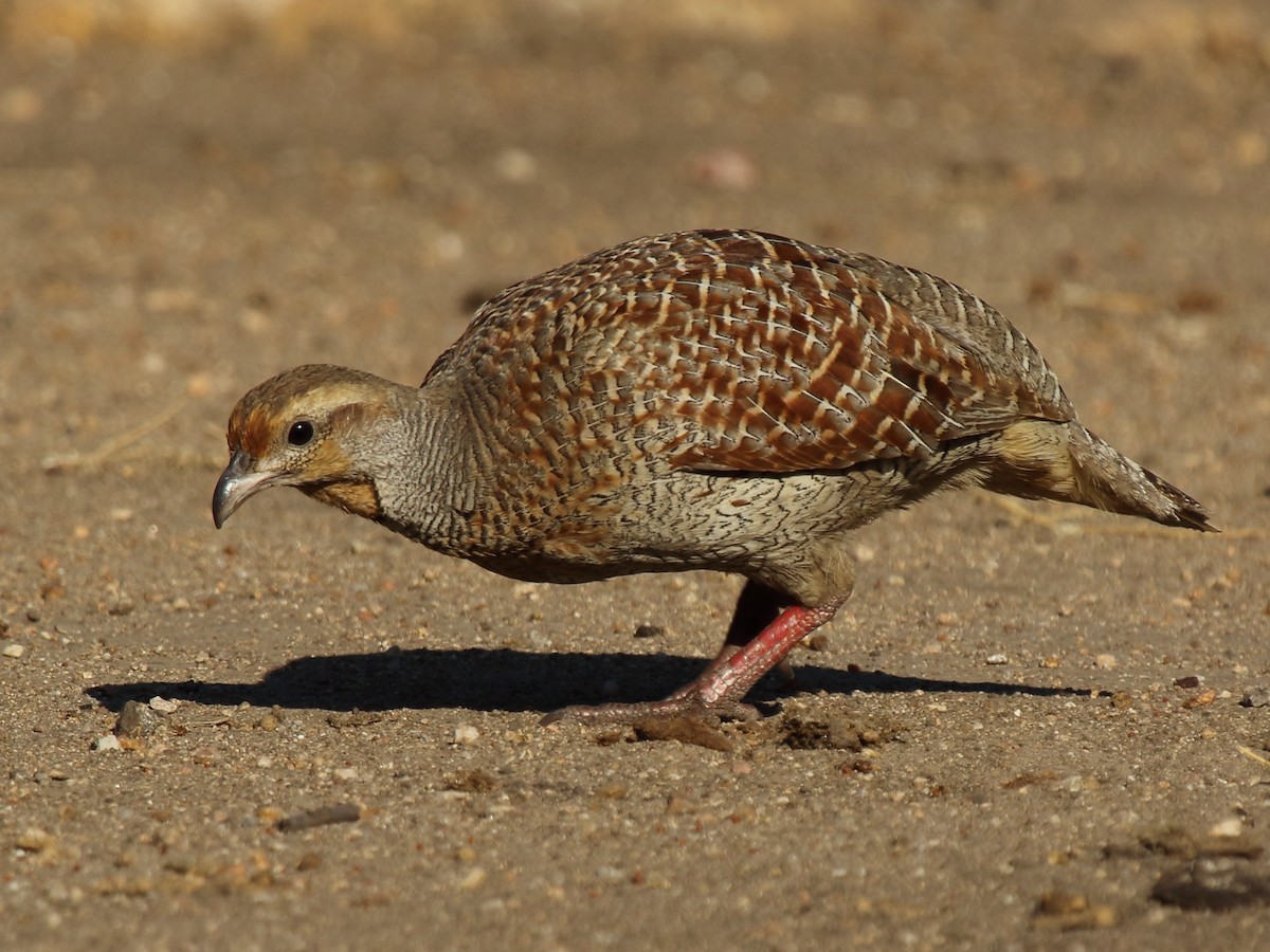 Francolin gris - ML229977981