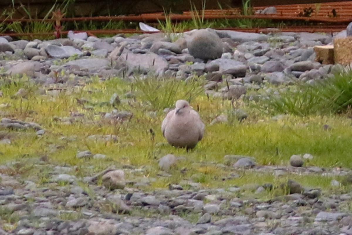 Eurasian Collared-Dove - ML229978081